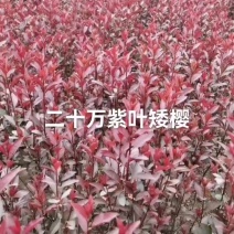 紫叶矮樱
