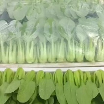 长年出售精品青菜可代办各种杂菜。可接商超供货。