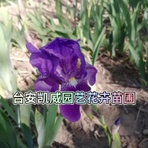 耐寒过冬多年生德国鸢尾，7个品种，大量现货
