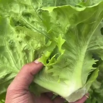 精品意大利生菜，基地直供