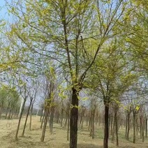 河北省保定市奥森苗圃场正在出售胸径20公分高接金叶榆