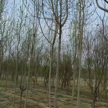 河北省保定市奥森苗圃场正在出售胸径4-6公分杜仲10万株