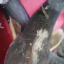 来之河里原生态仔鲶鱼