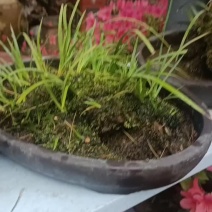 盆栽绿植