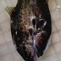 鳜鱼