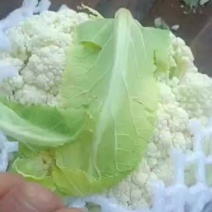 松花