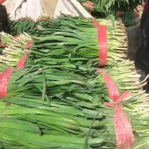 精品韭菜大量有货需要可以联系，叶子黑，根粗，质量么有马达