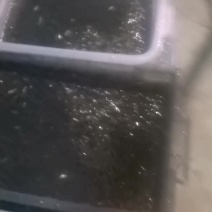 我想卖麻麻鱼，小杂鱼