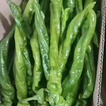 精品螺丝椒，陇椒，价格低，质量好，量大，保质保量