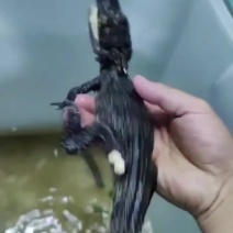4050公分黑武士，鳄鱼苗一条