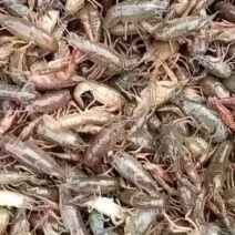 小龙虾苗虾苗