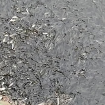 赤眼红鳟鱼苗