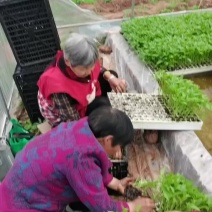 专业培育各种营养盘辣椒苗