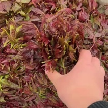 宿州头茬红油香椿日供万斤
