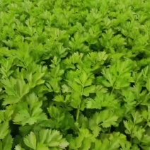 大棚芹菜