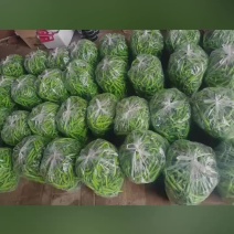 辣杭椒辣杭椒辣杭椒辣杭椒辣杭椒辣杭椒辣杭椒辣杭椒