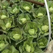 刚刚上市