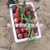 油桃
