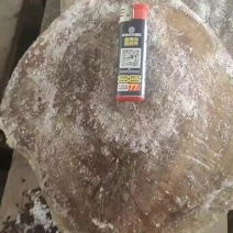 特价多宝鱼