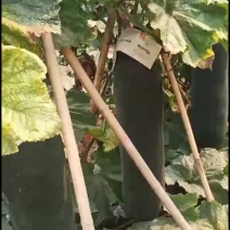吊冬瓜