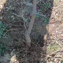 沾化冬枣树苗，苗圃直供价格低，包成活，可视频看货欢迎实地