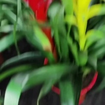 红运当头，加一品红