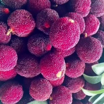 东魁杨梅