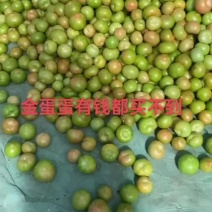 河北省昌黎县水果口感西红柿大量上市需要的联系