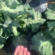 有机花菜基地直供保质保量有需要的老板联系
