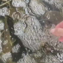 小鲶鱼半斤左右