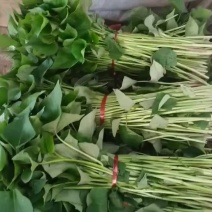 秦薯五号脱毒红薯苗