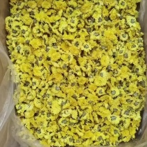 婺源皇菊一手货源批发