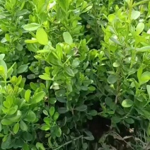瓜子黄杨
