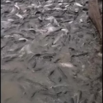 大批量黑鱼出售