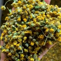 野菊花一手货源批发