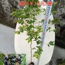 树葡萄嘉宝果，杯苗高度8到90左右