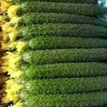 新秧鲜花密刺黄瓜大量上市