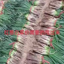 精品红葱，一手货源，需要的老板欢迎咨询