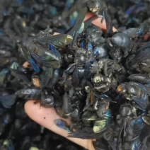 竹蜂广西竹蜂大盐竹蜂乌蜜蜂竹筒蜂中药材泡水声哑咽痛新货