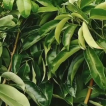 玲珑.冰荔嫁接枝条