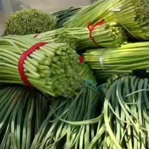 蒜苔红帽蒜苔大量上市今天收购价2.1----2.2