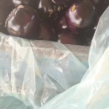 山东莘县瓜果蔬菜基地紫光圆茄大量上市，期待你的到来！