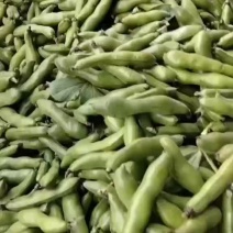 浙江新鲜蚕豆大量上市产地发货供市场电商商超等