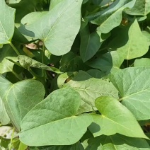 食叶型红薯苗专吃叶子红薯苗地瓜苗山芋秧苗番薯苗秧苗红薯叶