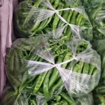 精品陇椒螺丝椒，产地一手货源，大量上货，欢迎订购