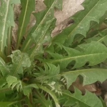苦菜、蒲公英、酸枣芽