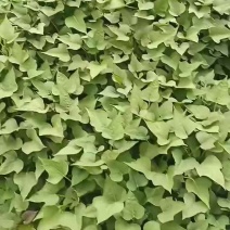 红薯苗大量供应红薯苗19