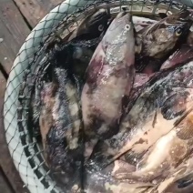 福建石斑鱼，海水珍珠龙胆鱼