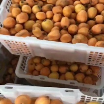 难枇杷