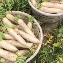 精品白萝卜供农贸市场商超电商平台